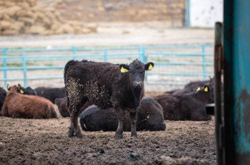 Aqrar Kredit və İnkişaf Agentliyinin sədri Seymur Mövlayev Hacıqabulda vətəndaşları qəbul edib