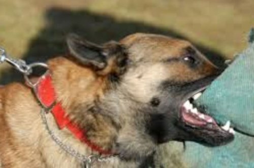 Azərbaycanda ötən il onminlərlə insanı heyvan dişləyib - STATİSTİKA