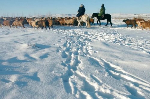 Monqolustanı sərt qış səbəbindən 2 milyondan çox heyvan tələf oldu