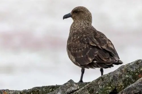 Antarktidada ilk dəfə quş qripi aşkarlanıb