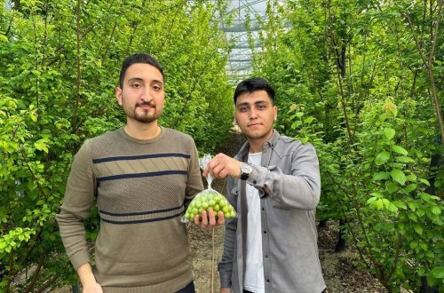 Türkiyəli gənc yetişdirdiyi alçanın kilosunu 190 manata satır