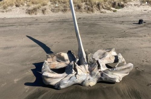 Çimərlikdə naməlum heyvanın nəhəng kəllə sümüyü tapıldı (FOTO)