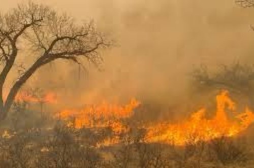 Texasda meşə yanğınları zamanı 1 milyon hektar ərazi külə döndü