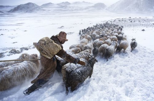 Monqolustanda üç milyondan çox ev heyvanı tələf olub