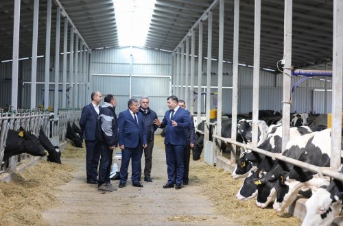 Aqrar Kredit və İnkişaf Agentliyinin sədri Seymur Mövlayev Şamaxıda vətəndaşları qəbul edib, təsərrüfatlara baş çəkib