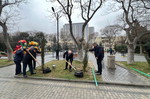 Nəsimi rayonunda iməclikdə yeni agaclar əkildi