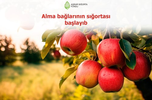 Azərbaycanda alma bağlarının sığortası dövrü başlayıb