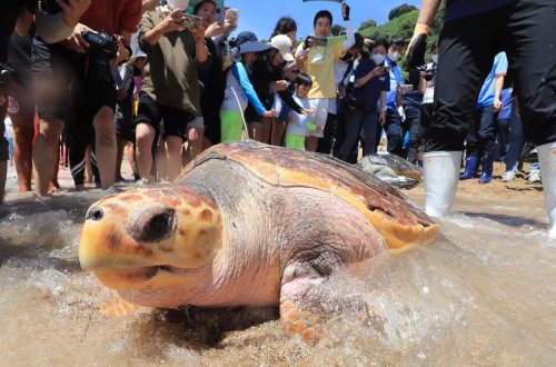 Zanzibarda insanlar tısbağa əti yeməyə başlayıblar: 8 ÖLÜ VAR