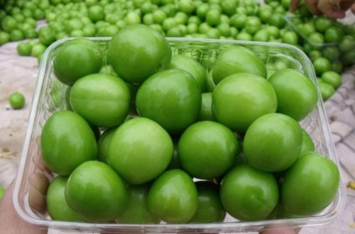 Qızıl qiymətinə satılan meyvələr: Bahaçılığın səbəbi nədir?