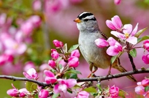 Azərbaycana yaz gəlir