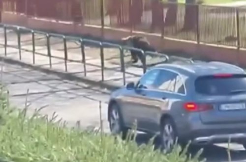 Slovakiyada ayı 2 nəfəri yaraladı