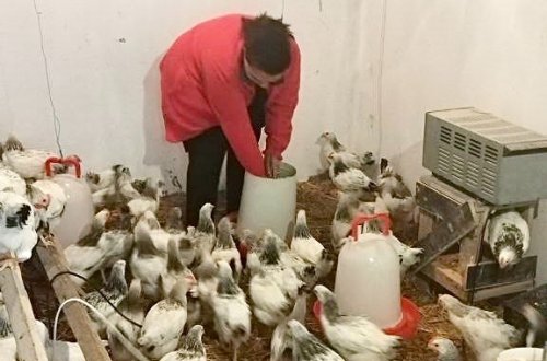 AFAQ layihəsi çərçivəsində Zəngilan rayonunda qadın fermerlərə dəstək göstərilib