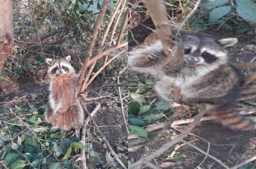 Lənkəranda “Amerika yenotu” tapıldı - VİDEO