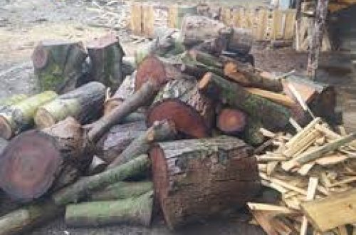 Ağstafada qanunsuz fəaliyyət göstərən ağac emalı sexi aşkarlanıb