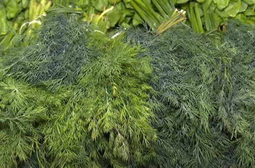 İrandan Azərbaycana gətirilən şüyüdə zərərli kimyəvi maddə vurulur? - VİDEO