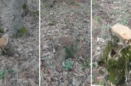 Muxtar Babayevin Göytəpədə ekoloji 