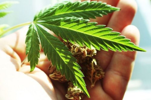 Bu gündən Almaniyada küçədə marixuana çəkməyə icazə verilir