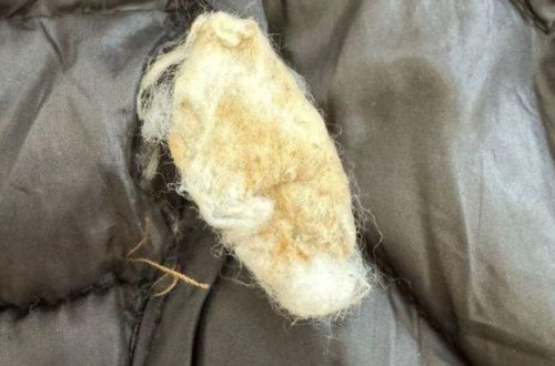 Bakı istintaq təcridxanasına narkotik keçirilməsinin qarşısı alınıb