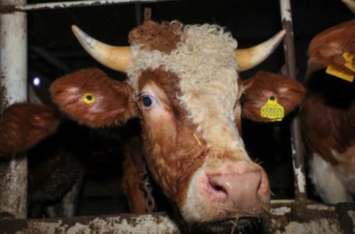 24 heyvan satışı bazarında ciddi nöqsanlar aşkarlandı