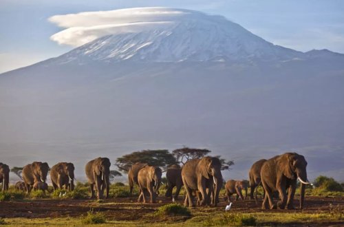 Botsvana prezidenti Almaniyaya 20 min fil göndərməklə hədələyib
