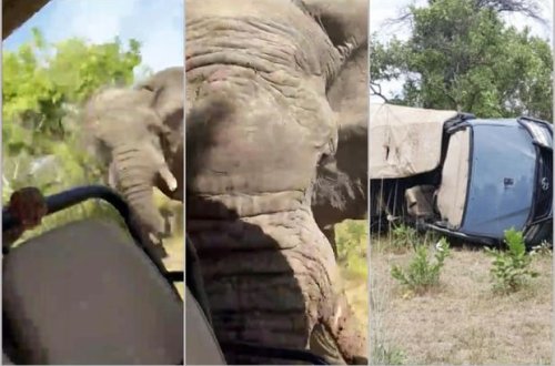 Safari zamanı qəzəbli filin turistlərə hücumunun görüntüləri yayıldı - FOTO/VİDEO