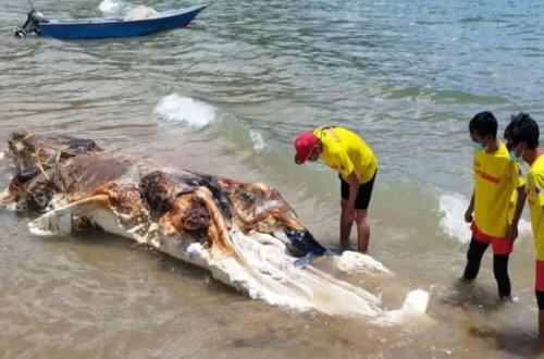 Malayziyada çimərlikdə naməlum məxluqun cəsədi tapıldı - FOTO