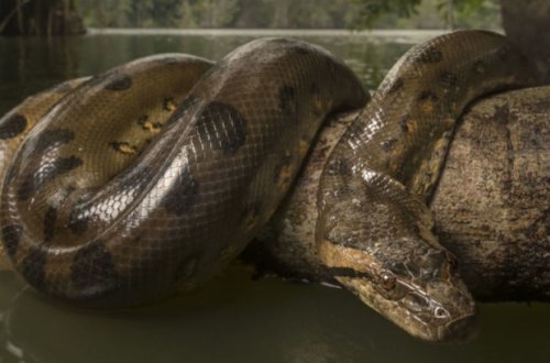 Alimlər Yer tarixinin ən iri ilanının qalıqlarını aşkar ediblər - FOTO