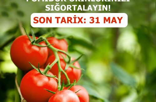 Azərbaycanda pomidor sahələrinin sığortası başlayıb