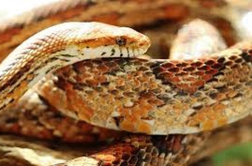 Hindistanda nəhəng ilanın qalıqları aşkarlanıb