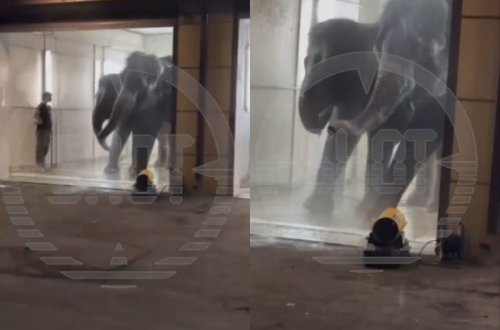 Rusiyada maraqlı hadisə: Avtoyuma məntəqəsinə gələn sakinlər fillərlə qarşılaşdılar - VİDEO