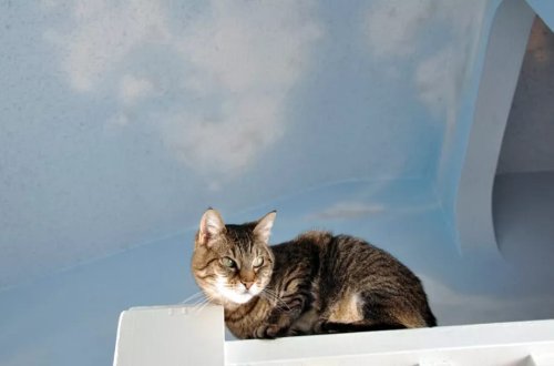 Cənubi Koreyada 76 pişiyi öldürən yeniyetmə 14 ay həbs cəzasına məhkum edilib