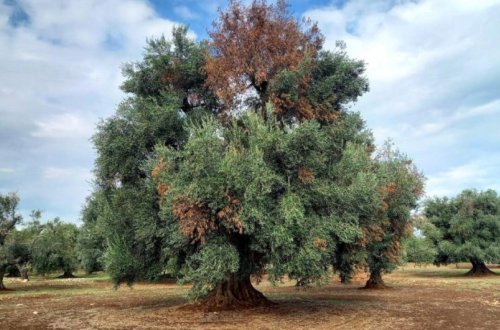 Bitki apokalipsisi: Bakteriya ağacları və məhsulları məhv edir
