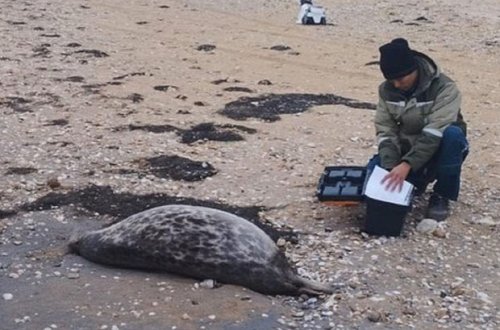 Xəzər dənizində dalğalar onlarla suiti cəsədini Qazaxıstan sahillərinə atıb