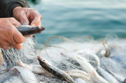 Bu gündən Azərbaycanda balıq ovu qadağan edilir