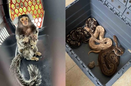 İstanbulda qaçaqmalçılığa qarşı əməliyyat keçirilib: Yüzlərlə ekzotik heyvan ələ keçirilib - VİDEO