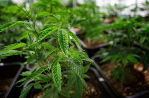 Beyləqanda narkotik vasitələrin qanunsuz dövriyyəsinə qarşı tədbirlər keçirilib