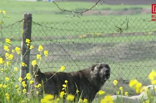 Şəkidə təhlükəyə çevrilən SAHİBSİZ İTLƏR: “Artıq təsərrüfatlara da hücum edirlər” - FOTO
