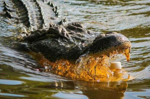 Hindistanlı qadın altı yaşlı oğlunu timsahlarla dolu kanala atıb - FOTO