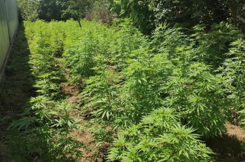 Qazaxda narkotik yetişdirən şəxs saxlanılıb