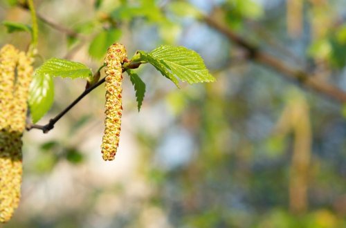 Alimlər müəyyən ediblər ki, bitki tozcuqları havanı dəyişə bilir