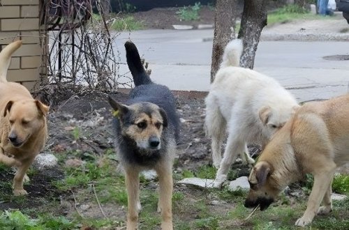 Bakıda sahibsiz itlərin hücumuna məruz qalan yeniyetmənin vəziyyəti AÇIQLANDI
