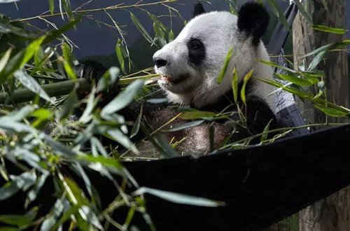 ABŞ-dakı son 4 panda geri göndərilir