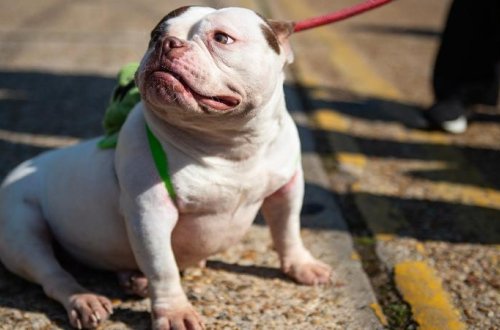 Sahib olduğu itlərin hücumuna məruz qalan qadın öldü