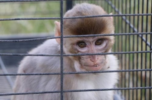 Meksikadakı anomal istilər nəticəsində yüzlərlə meymun ölüb