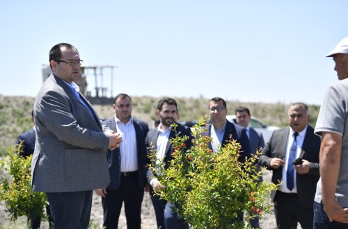 Nazir Məcnun Məmmədov Kürdəmirdə təsərrüfatlara baş çəkib, fermerlərlə görüşüb