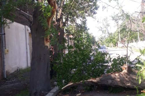 Gəncədə güclü külək fəsadlar törədib - FOTO
