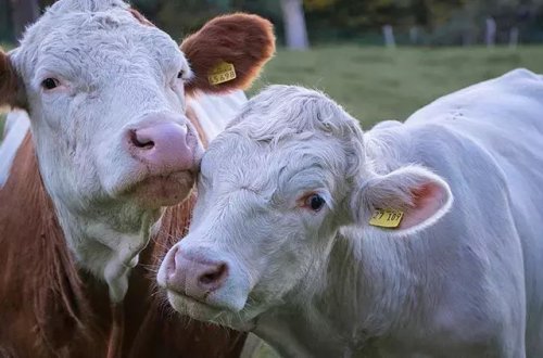 İnək ətində quş qripinin izləri aşkar edilib