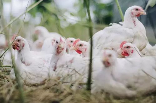 ABŞ-da quş qripi böhranı baş verib