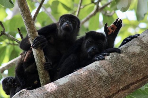 Meksikada istilər səbəbindən 