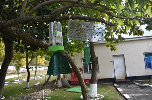 Qəhvəyi mərmər bağacığına qarşı mübarizə məqsədilə monitorinqlər həyata keçirilib